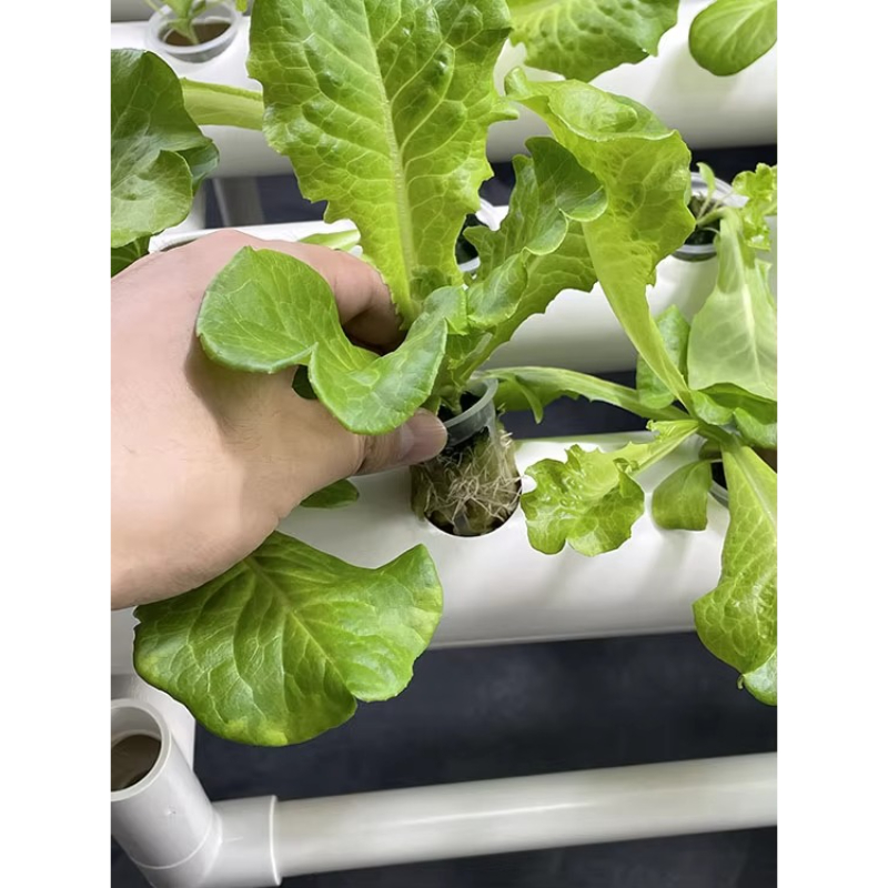 Kit de Cultivo Hidropônico com - Aquaponics Home Kit avaliação e preço