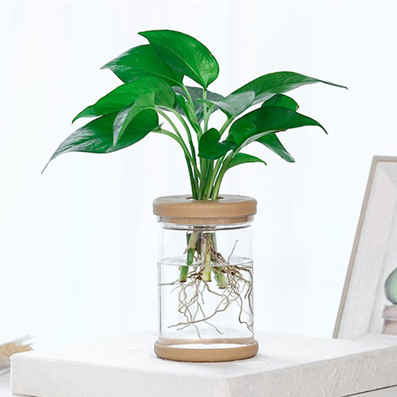 2025 novo pote de plantador hi - Smart Garden Domes avaliação e preço